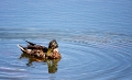 Canards